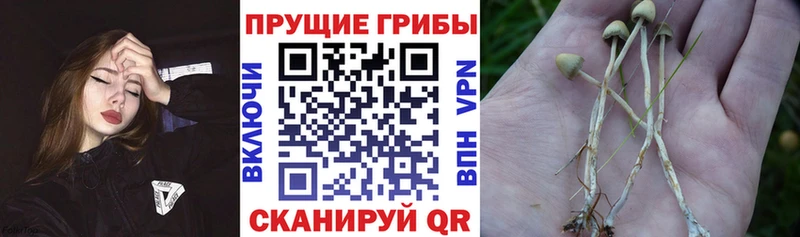 ОМГ ОМГ ONION Абдулино Галлюциногенные грибы Magic Shrooms